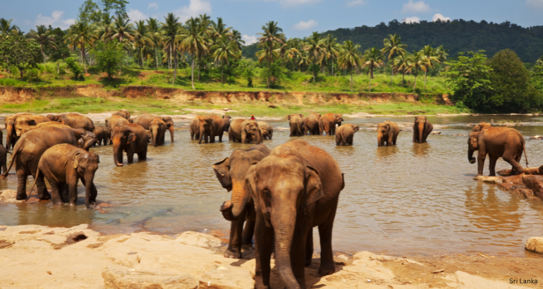 Sri Lanka Highlights: A 5-Day Tour