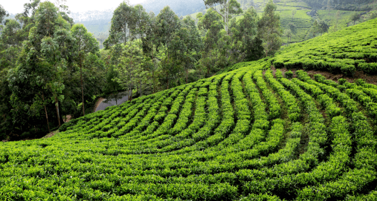 Assam Meghalaya Escape